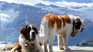 Preview wallpaper st bernards, dogs, mountains, snow, rescuers