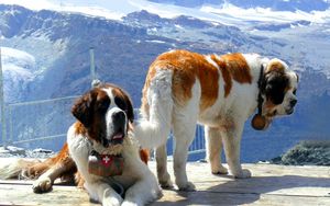 Preview wallpaper st bernards, dogs, mountains, snow, rescuers