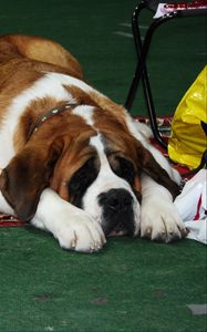 Preview wallpaper st bernards, dogs, muzzle, waiting, lying