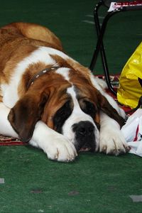 Preview wallpaper st bernards, dogs, muzzle, waiting, lying
