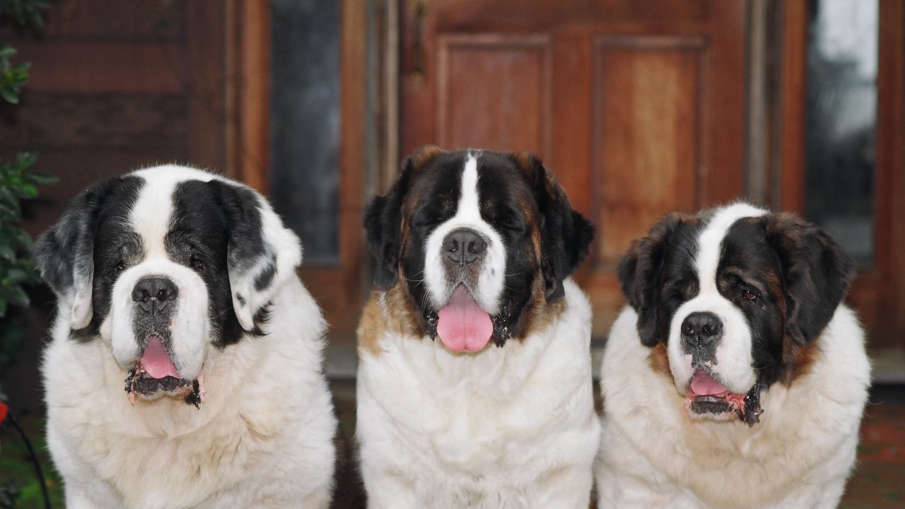 Wallpaper st bernards, three, dogs, loyalty