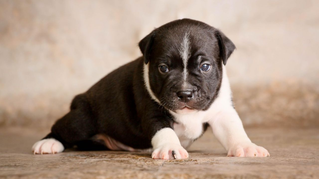 Wallpaper staffordshire bull terrier, puppy, dog, cute, baby