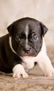 Preview wallpaper staffordshire bull terrier, puppy, dog, cute, baby
