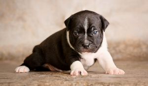 Preview wallpaper staffordshire bull terrier, puppy, dog, cute, baby