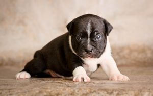 Preview wallpaper staffordshire bull terrier, puppy, dog, cute, baby