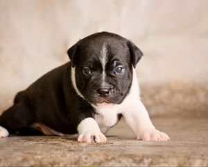 Preview wallpaper staffordshire bull terrier, puppy, dog, cute, baby