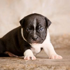 Preview wallpaper staffordshire bull terrier, puppy, dog, cute, baby