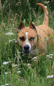 Preview wallpaper staffordshire terrier, dog, running, grass, face