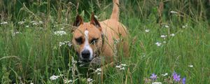 Preview wallpaper staffordshire terrier, dog, running, grass, face