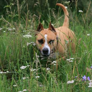 Preview wallpaper staffordshire terrier, dog, running, grass, face