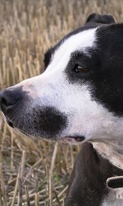 Preview wallpaper staffy, dog, face, spotted, look