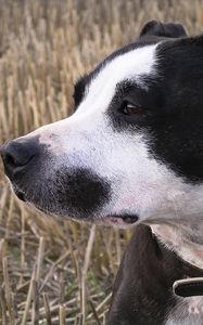 Preview wallpaper staffy, dog, face, spotted, look