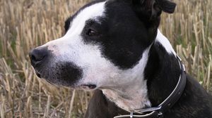 Preview wallpaper staffy, dog, face, spotted, look