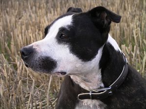 Preview wallpaper staffy, dog, face, spotted, look