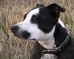 Preview wallpaper staffy, dog, face, spotted, look