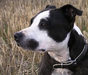 Preview wallpaper staffy, dog, face, spotted, look