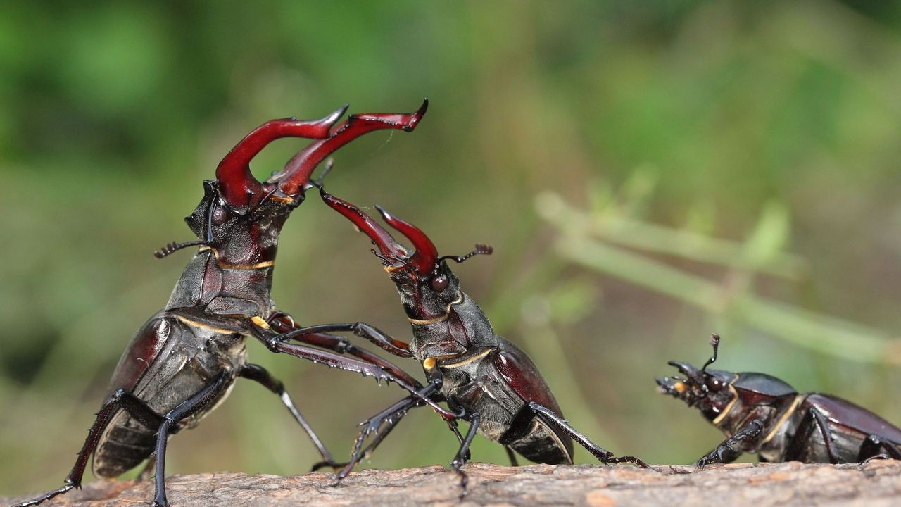 Wallpaper stag beetle, fight, male, female