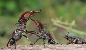 Preview wallpaper stag beetle, fight, male, female