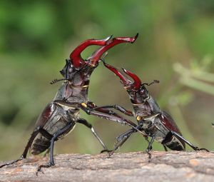 Preview wallpaper stag beetle, fight, male, female