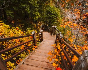 Preview wallpaper stairs, autumn, branches, leaves, steps