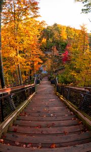 Preview wallpaper stairs, autumn, trees, steps, forest