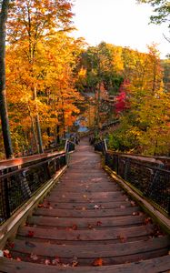 Preview wallpaper stairs, autumn, trees, steps, forest