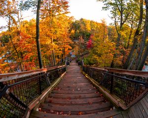 Preview wallpaper stairs, autumn, trees, steps, forest