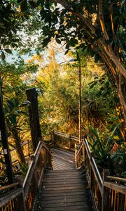 Preview wallpaper stairs, descent, trees, plants, tropics