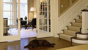 Preview wallpaper stairs, dog, corridor