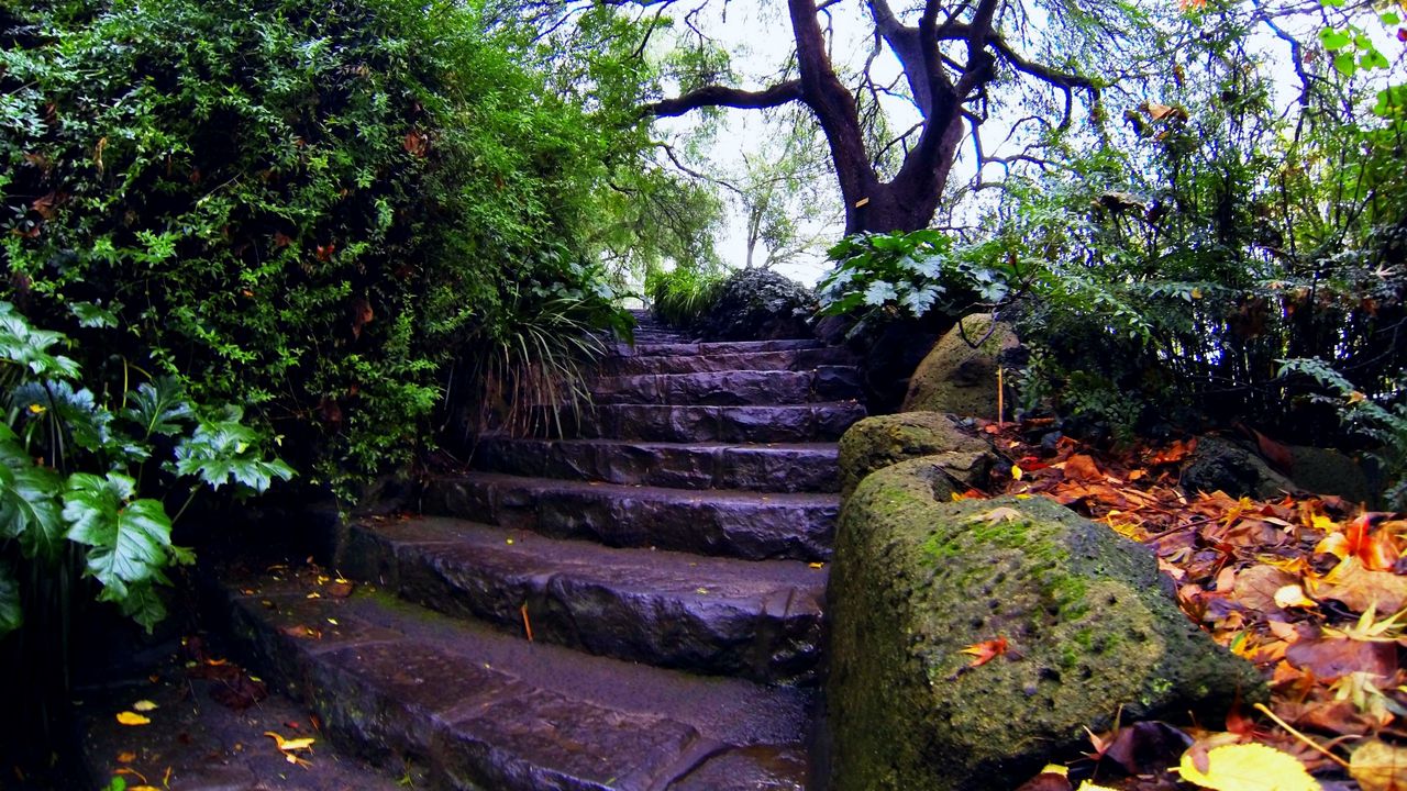 Wallpaper stairs, foliage, trees, moss, autumn