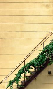 Preview wallpaper stairs, plant, wall, minimalism
