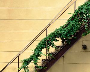 Preview wallpaper stairs, plant, wall, minimalism