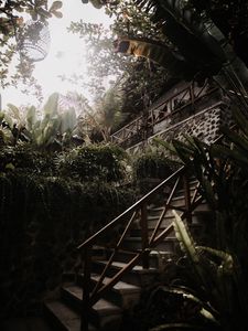 Preview wallpaper stairs, plants, tropical, decorative, building