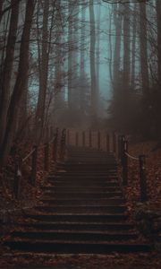 Preview wallpaper stairs, steps, forest, trees, haze, fog