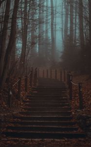 Preview wallpaper stairs, steps, forest, trees, haze, fog