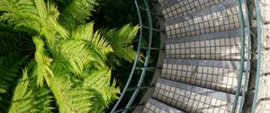 Preview wallpaper stairs, steps, railings, fern