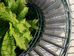 Preview wallpaper stairs, steps, railings, fern