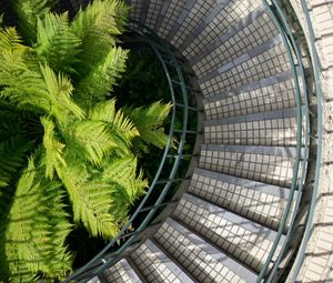 Preview wallpaper stairs, steps, railings, fern