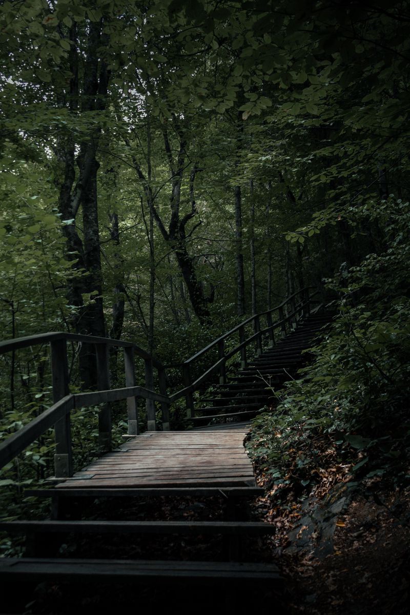 Download wallpaper 800x1200 stairs, steps, trees, nature iphone 4s/4 for  parallax hd background