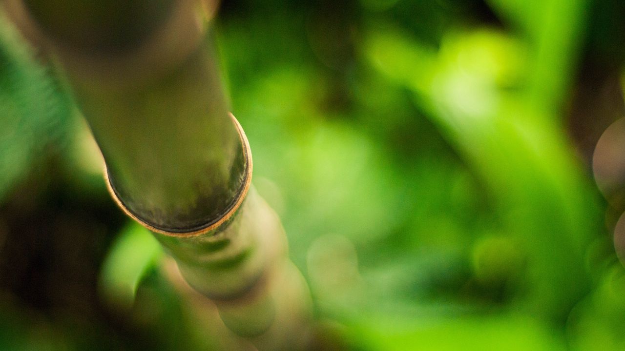 Wallpaper stalk, bamboo, branch, glare