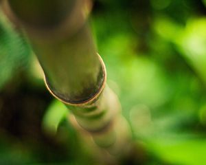 Preview wallpaper stalk, bamboo, branch, glare