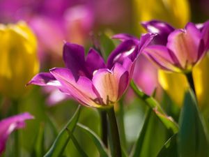 Preview wallpaper stalk, plants, grass, petals