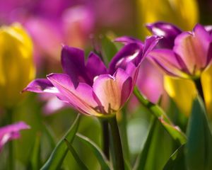 Preview wallpaper stalk, plants, grass, petals