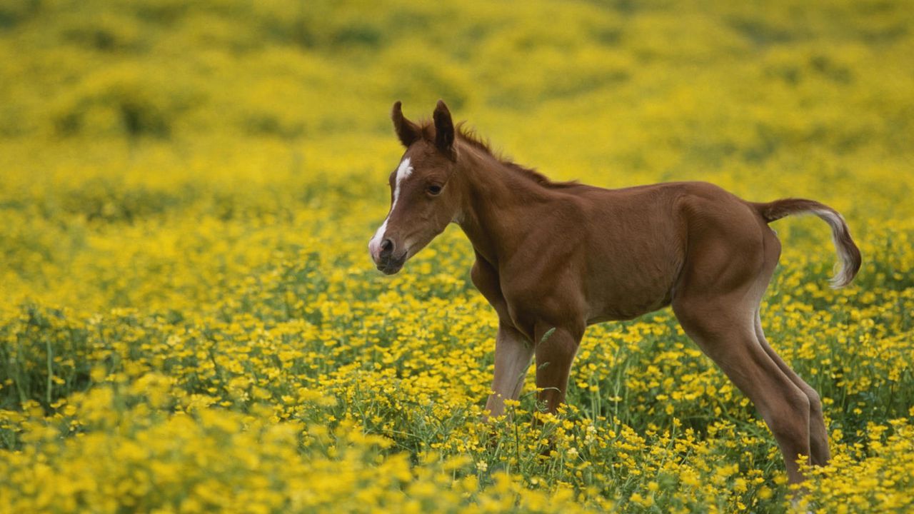 Wallpaper stallion, cub, grass, flowers, field