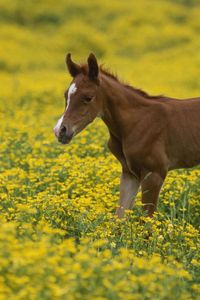 Preview wallpaper stallion, cub, grass, flowers, field