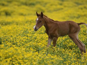 Preview wallpaper stallion, cub, grass, flowers, field