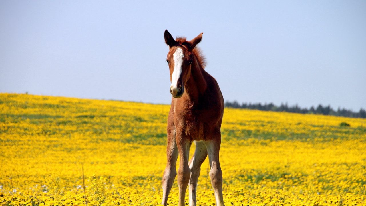 Wallpaper stallion, grass, flowers, field