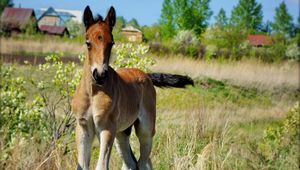 Preview wallpaper stallion, horse, grass, baby