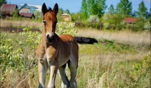 Preview wallpaper stallion, horse, grass, baby