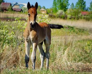 Preview wallpaper stallion, horse, grass, baby